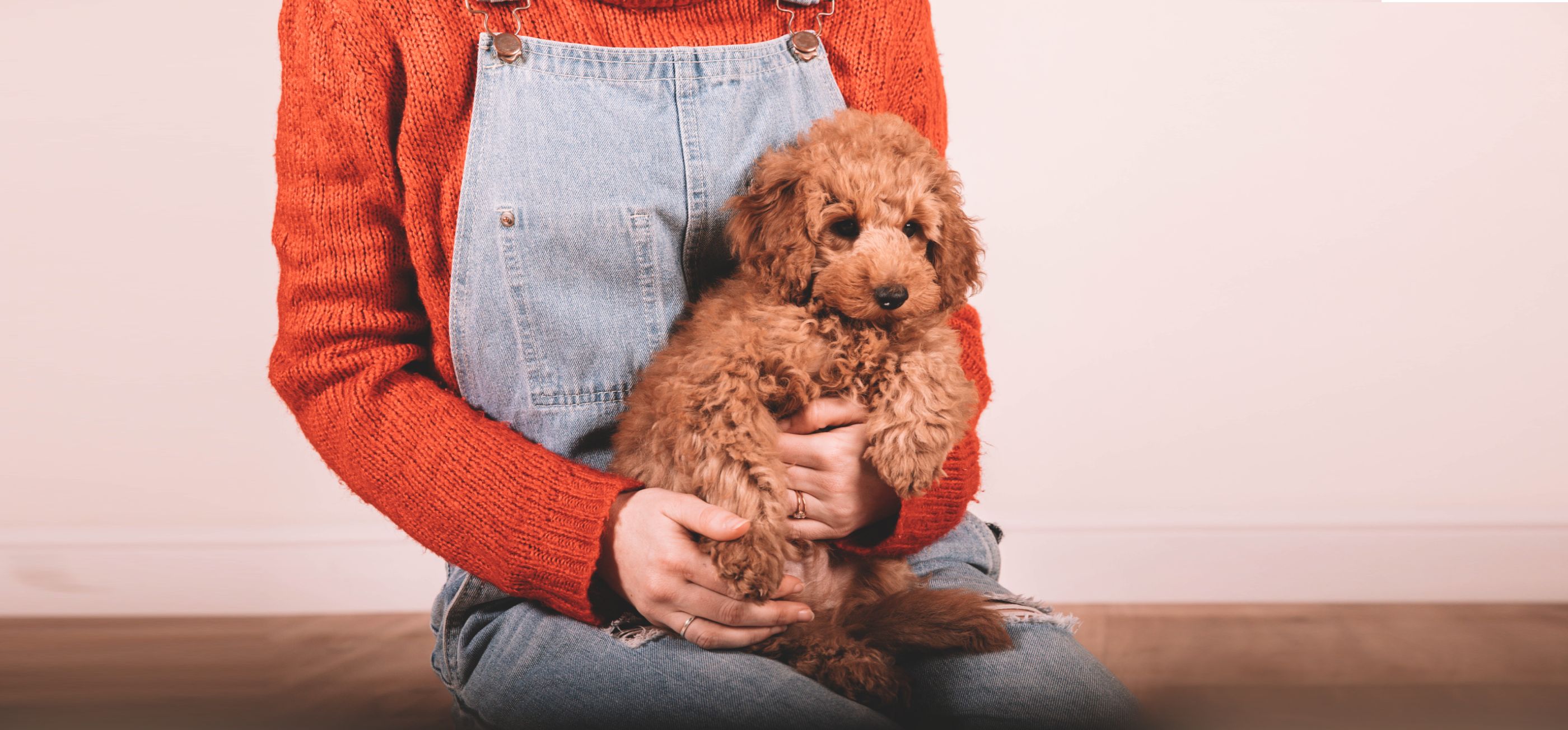 How to relieve anxiety in dogs: Desktop Image 