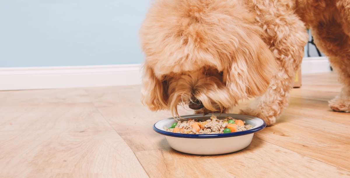 Coping with Food Allergies: OG Image